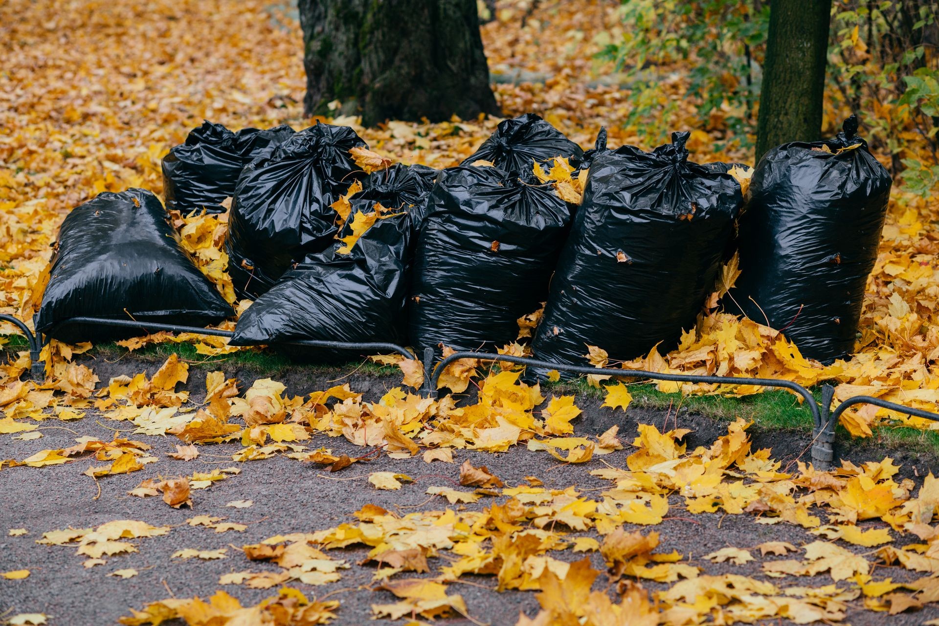 Shot of black sack filled with autumn leaves. Cleaning of park during November. Many trashes with yellow foliage